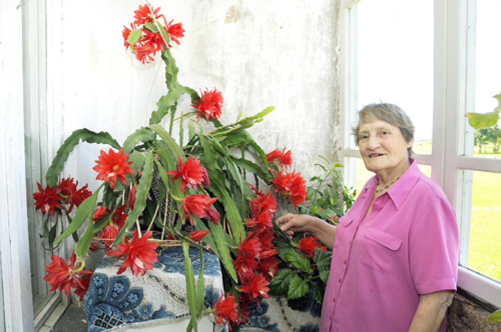 Silvijas Graudiņas koptais kaktuss šogad iepriecina ar neparastu ziedu bagātību.