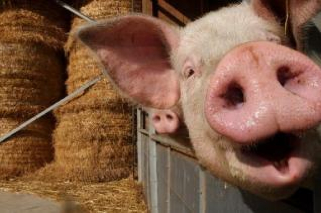 Fotoattēlam ilustratīva nozīme.
Autors: www.easyget.lv