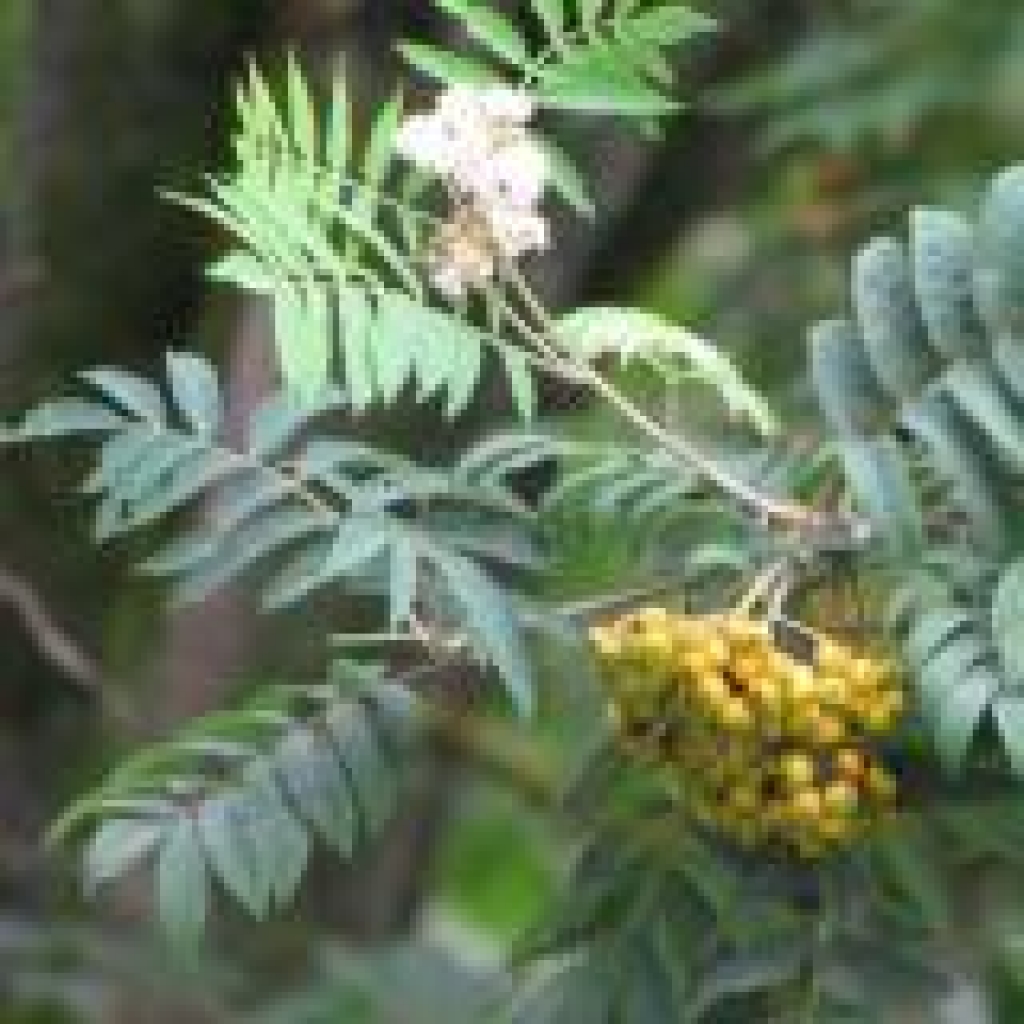 Autors: www.jelgavnieki.lv