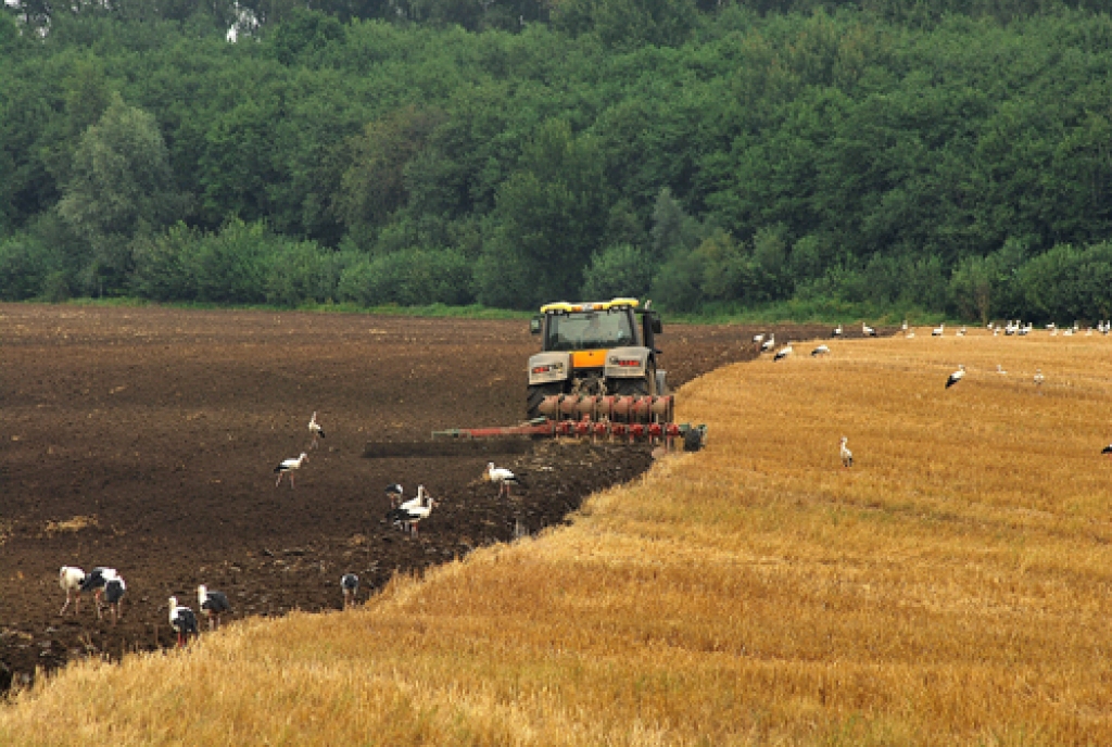 Vecsaules pagasta zemnieku saimniecība «Mežmārtiņi» laikus gatavoja augsni ziemas rapšu sējai un ir veikusi pirmos sējas darbus. 
Autors: Uldis Varnevičs