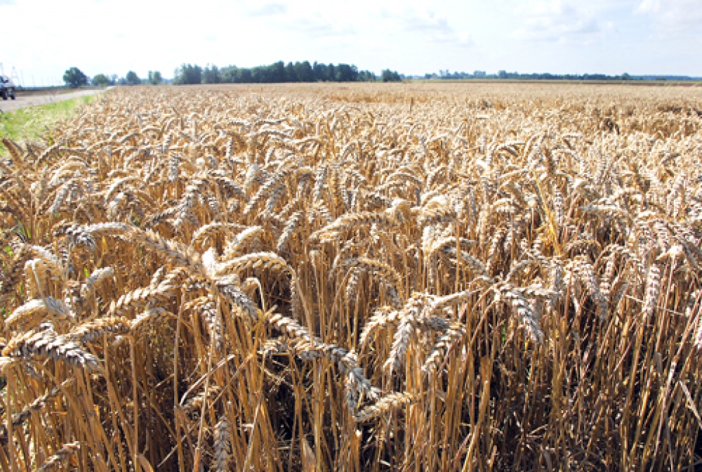 Ziemāju pļauja pamazām finišē lielākās un mazākās saimniecībās, jau sākusies arī vasaras rapšu vākšana.