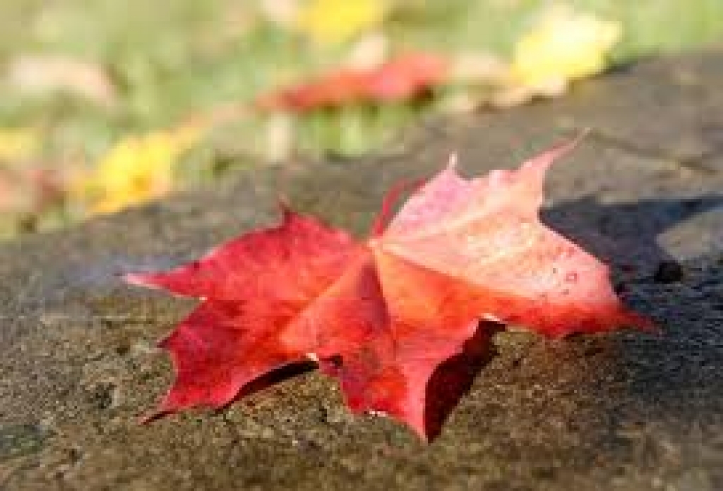 Fotoattēlam ilustratīva nozīme.
Autors: www.apollo.lv