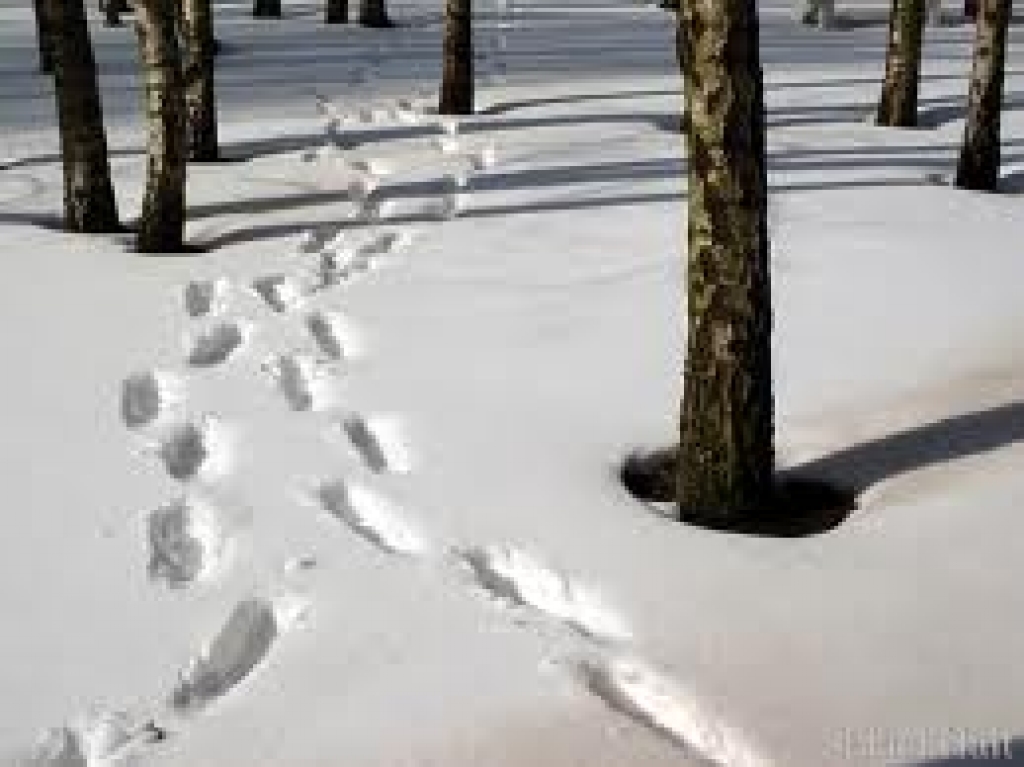 Fotoattēlam ilustratīva nozīme.