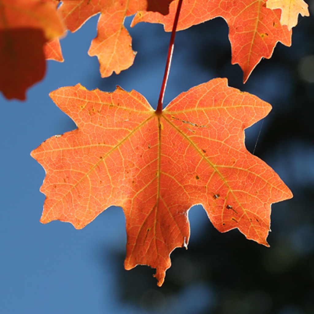 Fotoattēlam ilustratīva nozīme.