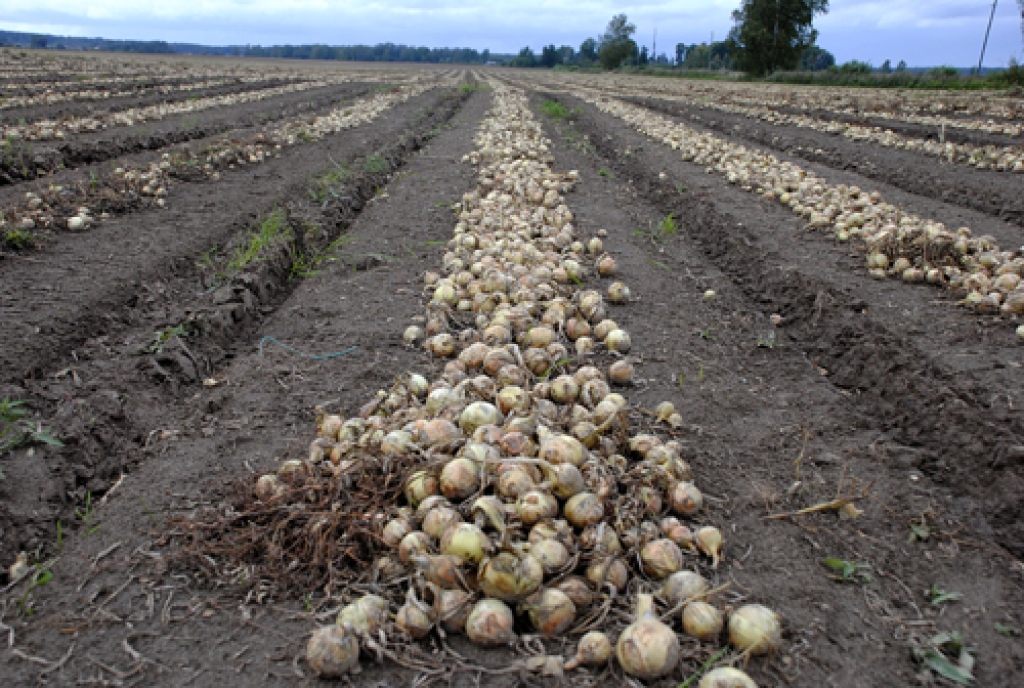 Vecsaules pagasta zemnieku saimniecības «Upeskalni» un «Mazvizbuļi» ir vienas no lielākajām sīpolu audzētājām Latvijā un šajā nozarē apguvušas jaunākās tehnoloģijas.
Autors: Juris Iļņickis