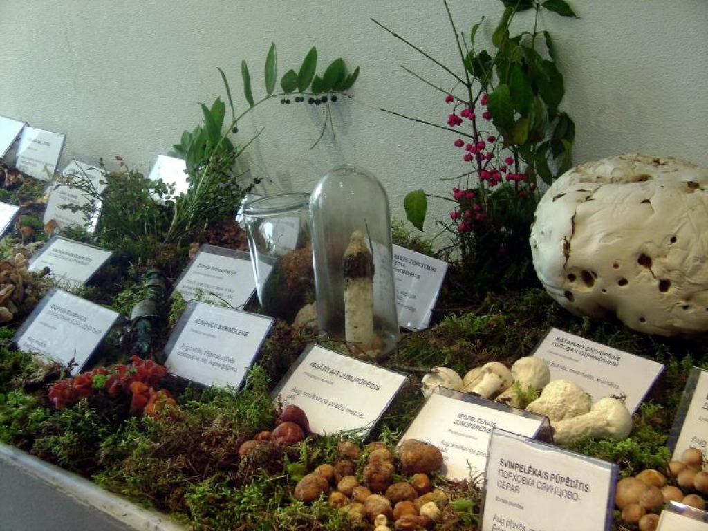 Fotoattēlam ilustratīva nozīme.
Autors: www.poga.lv