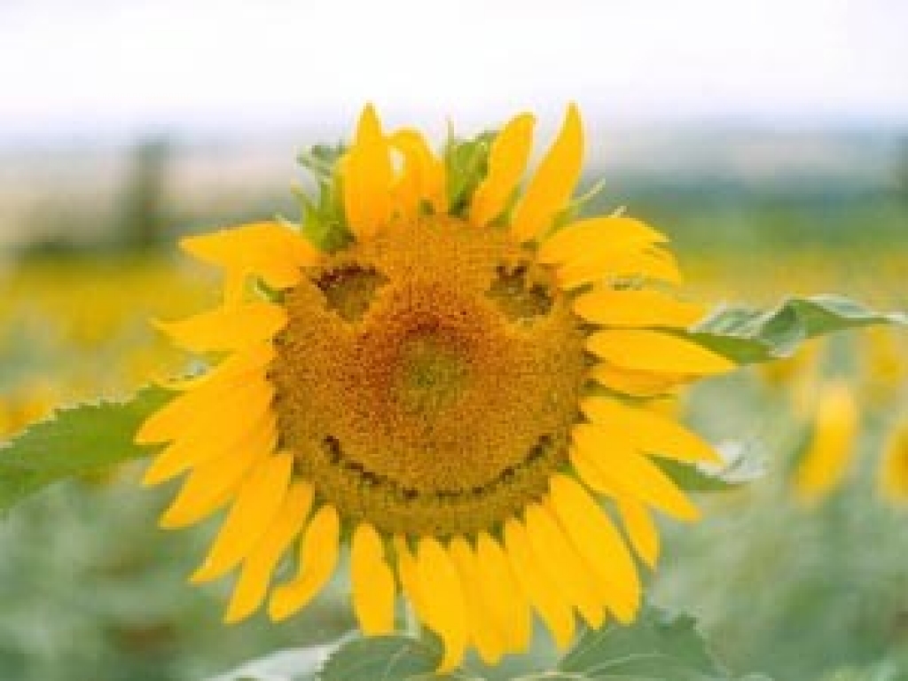 Fotoattēlam ilustratīva nozīme.