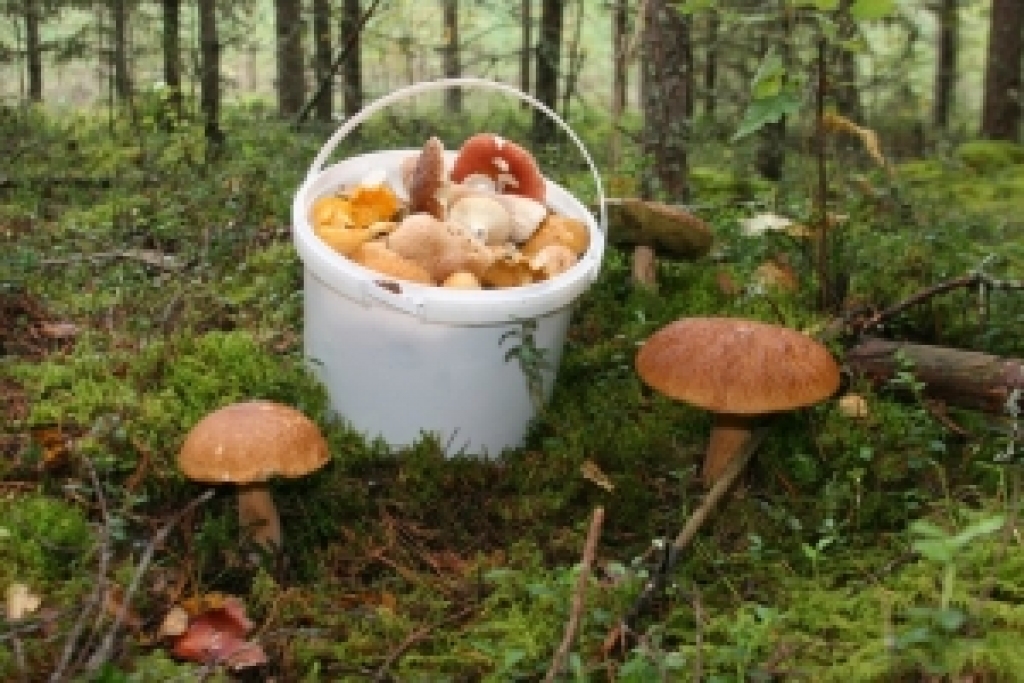 Autors: www.dzirkstele.lv