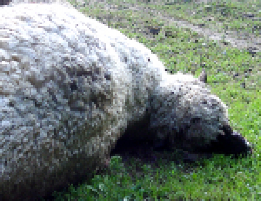 Fotoattēlam ilustratīva nozīme.
Autors: www.liepajniekiem.lv