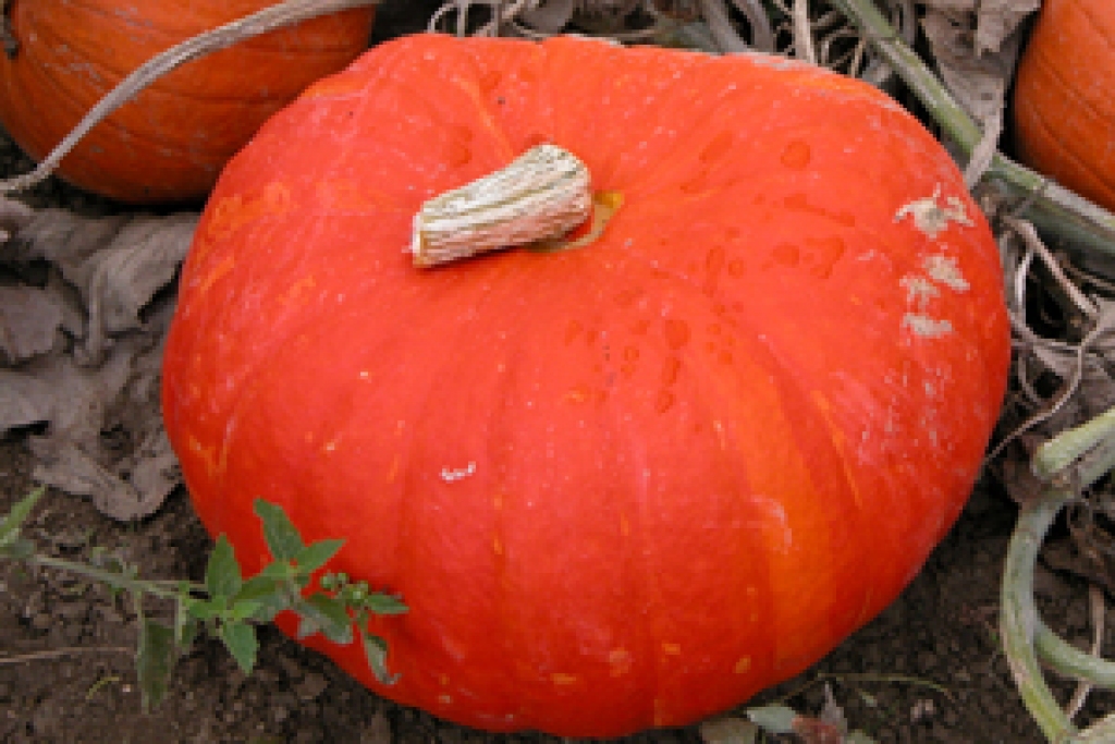 Fotoattēlam ilustratīva nozīme.