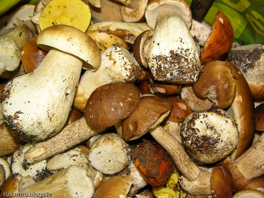 Fotoattēlam ilustratīva nozīme.