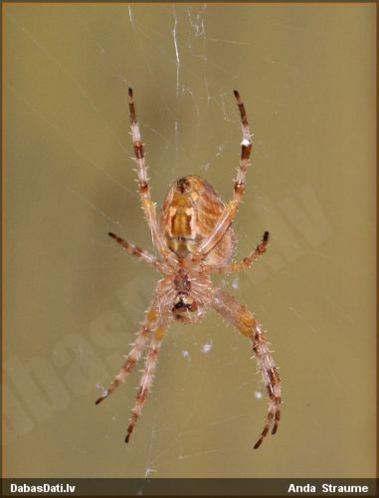 Fotoattēlam ilustratīva nozīme.
Autors: www.diena.lv