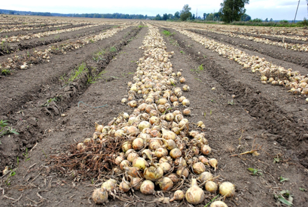 Vecsaules pagasta zemnieku saimniecības «Upeskalni» un «Mazvizbuļi» ir vienas no lielākajām sīpolu audzētājām Latvijā. Ražu šonedēļ vedīs uz glabātavām.