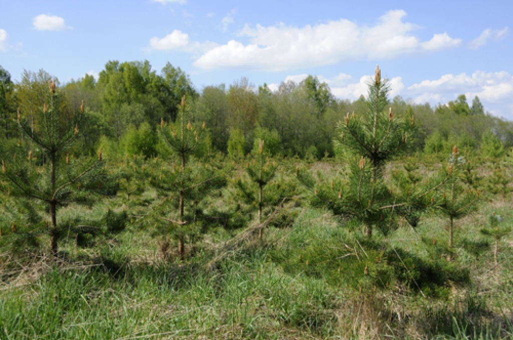 Autors: Ivars Bogdanovs