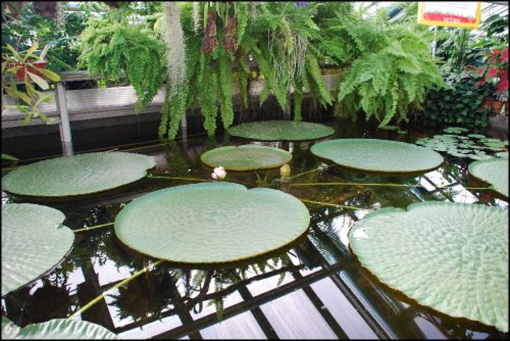 Latvijas Universitātes Botāniskajā dārzā zied ’Victoria Longwood’ ūdensroze, kuras stāds ir atceļojis no Amsterdamas Botāniskā dārza un ir abu vienīgo savvaļas sugu ’Victoria cruziana’ un ’Victoria amazonica’ hibrīds. 
Autors: LU preses centrs