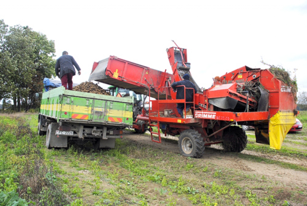 Vecsaules pagasta zemnieku saimniecība «Upeskalni» kartupeļu ražu no lauka tūdaļ transportē uz glabātavu Skaistkalnes pagasta Kalnakrogā.
Autors: Juris Iļņickis