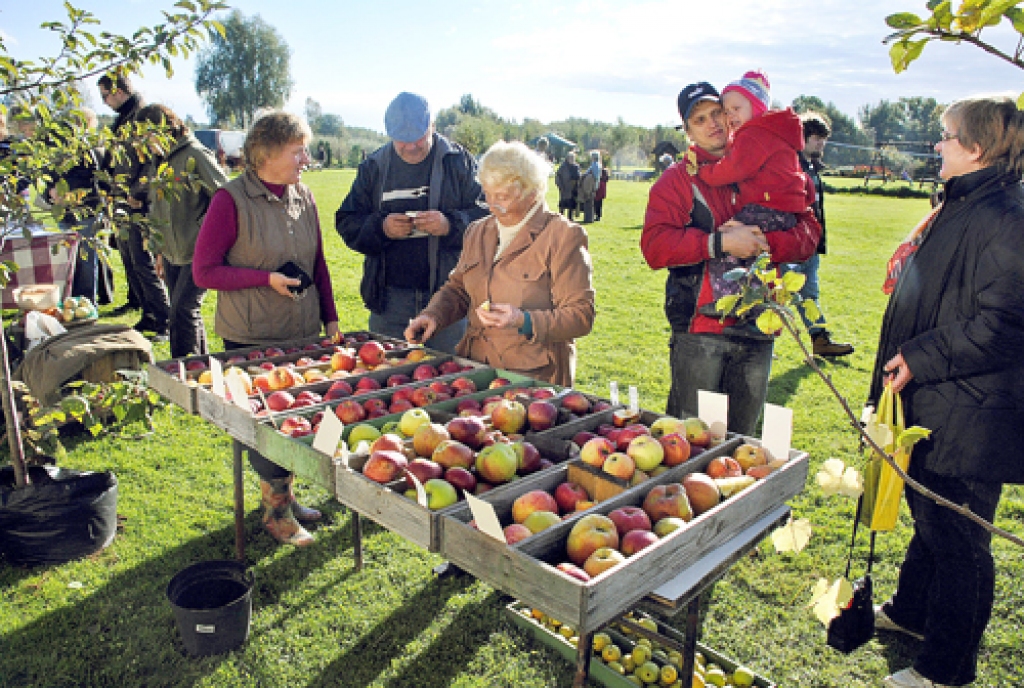 «Dzērvju» saimniecībā izaudzētos ābolus nogaršo Zemgales lauku attīstības biroja vadītāja Eleonora Maisaka (no kreisās).
Autors: Ivars Bogdanovs