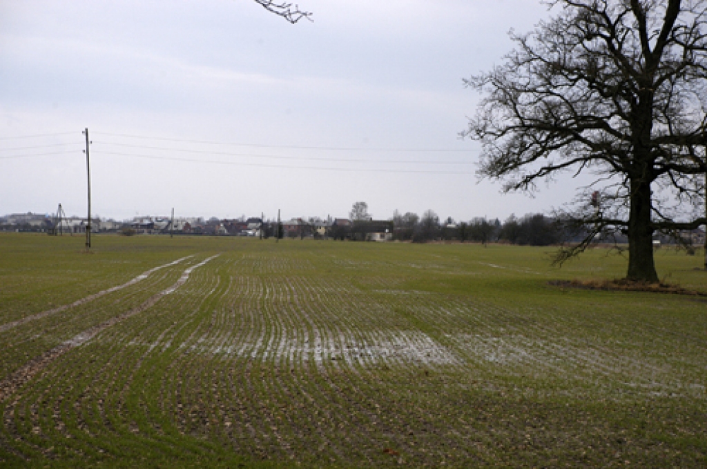 Zemnieki skaidro, ka pagaidām ir grūti ko prognozēt. Ziemāju augšanu un attīstību ietekmēs tas, kāda būs šī ziema - cik auksta, cik daudz uzsnigs sniegs. Ja pašreiz mitrie lauki nepaspēs nožūt līdz solītā lielā aukstuma uznākšanai, tas ziemājus varētu ietekmēt negatīvi.
Autors: Ivars Bogdanovs