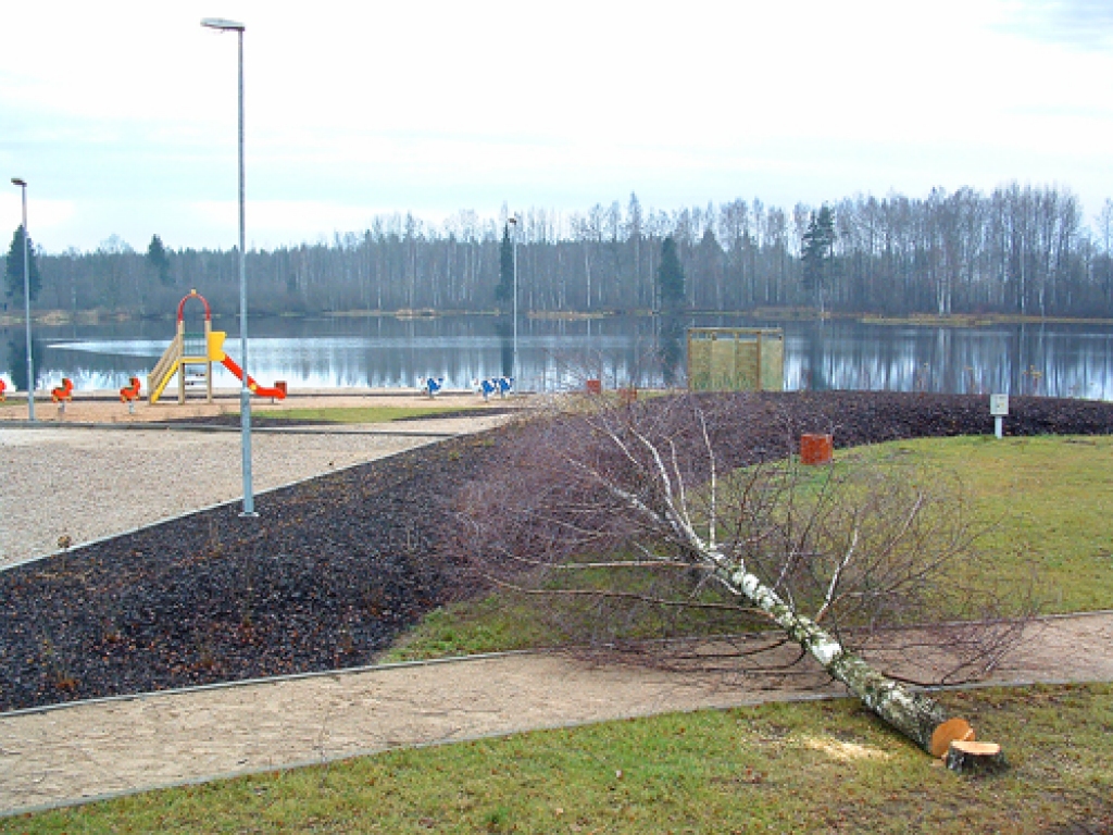 Vecā ezera krastā bērzs nogāzts un pamests, vēlāk to savāca pašvaldības norīkotas personas.
Autors: Žanna Zālīte