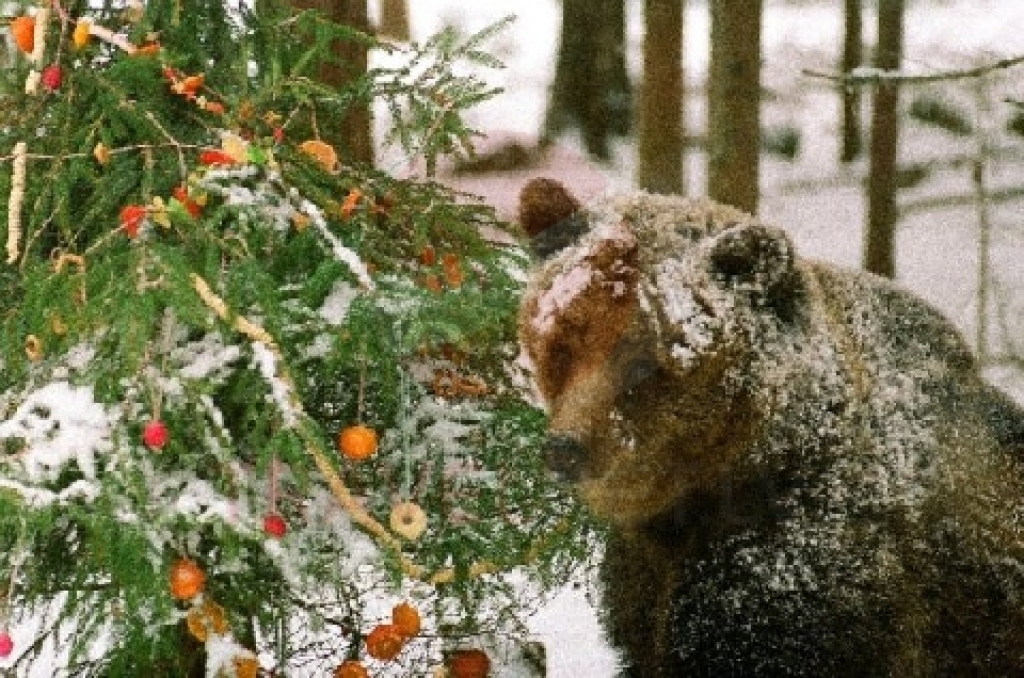 Pērn Līgatnes dabas takās lācenei Ilzītei tika pušķota Ziemassvētku eglīte.
Autors: travelnet.lv