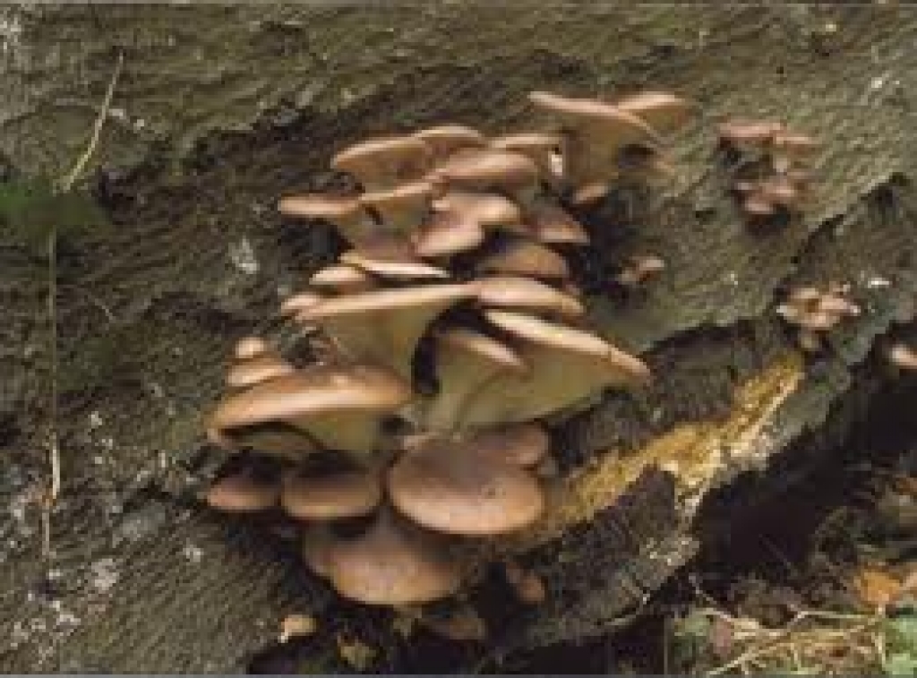 Autors: egleskoks.lv