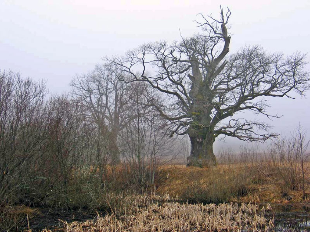 Autors: no www.dabasretumi.lv