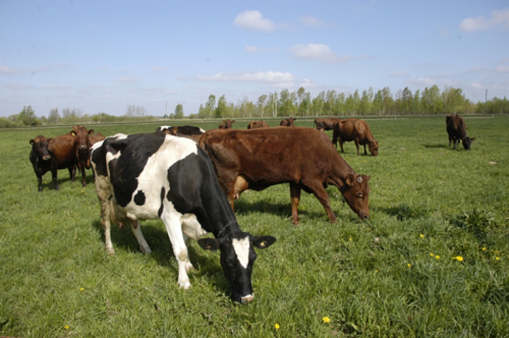 Autors: no «Bauskas Dzīves» arhīva.