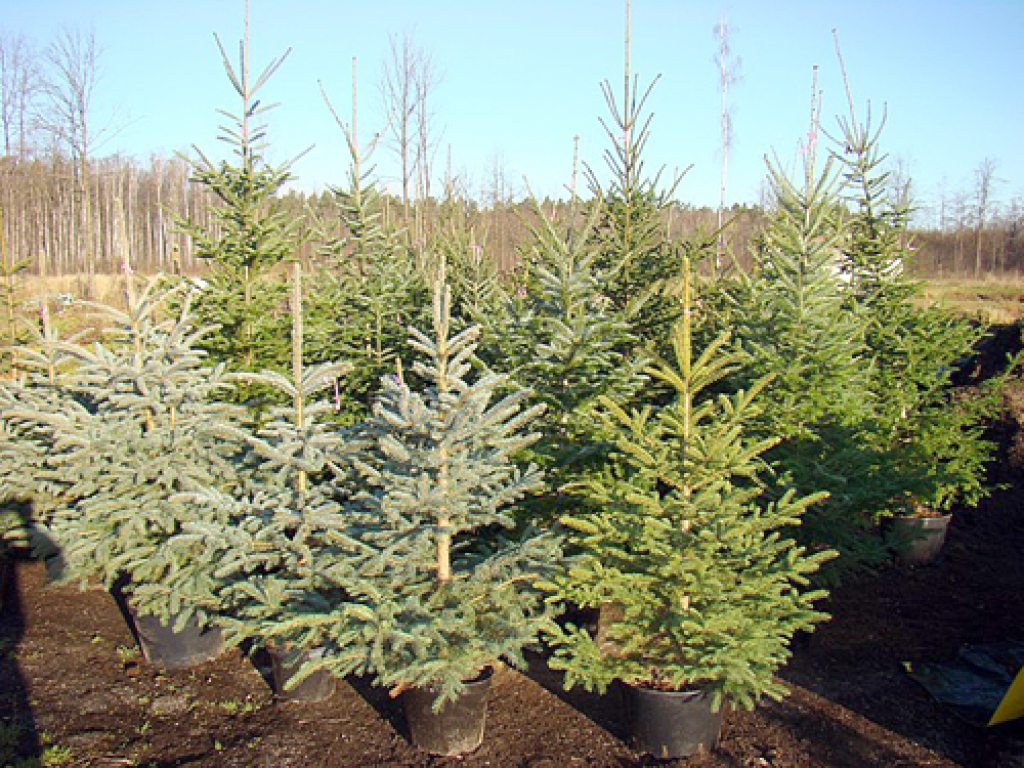 Eglīšu plantācijas speciālisti ieteikuši veidot lauksaimniecībā neizmantotajā zemē.