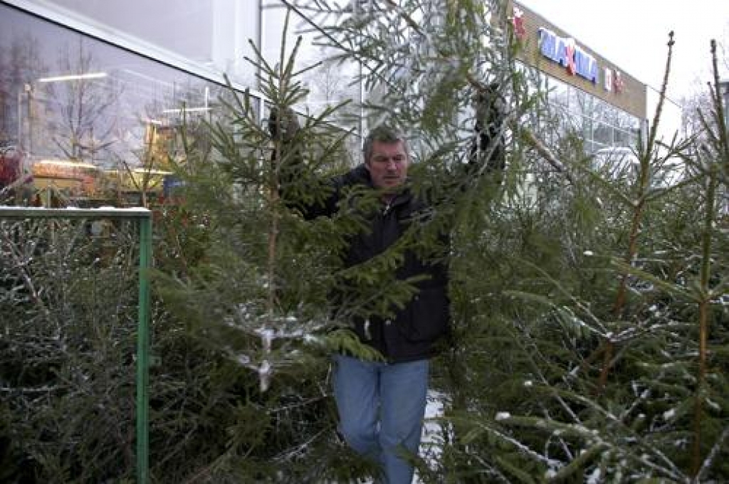 Lielo svētku kociņu pirkšanas drudzi vēl tikai gaida tirgotavās Bauskā.
Autors: Ivars Bogdanovs