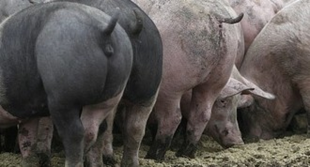 Fotoattēlam ilustratīva nozīme.
Autors: db.lv