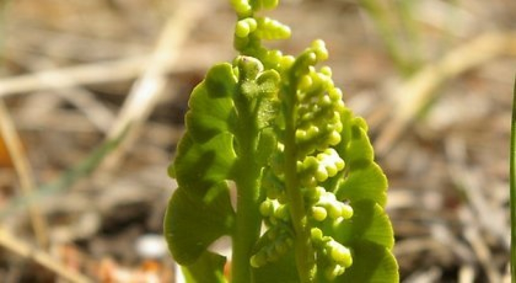  
Autors: Publicitātes foto.