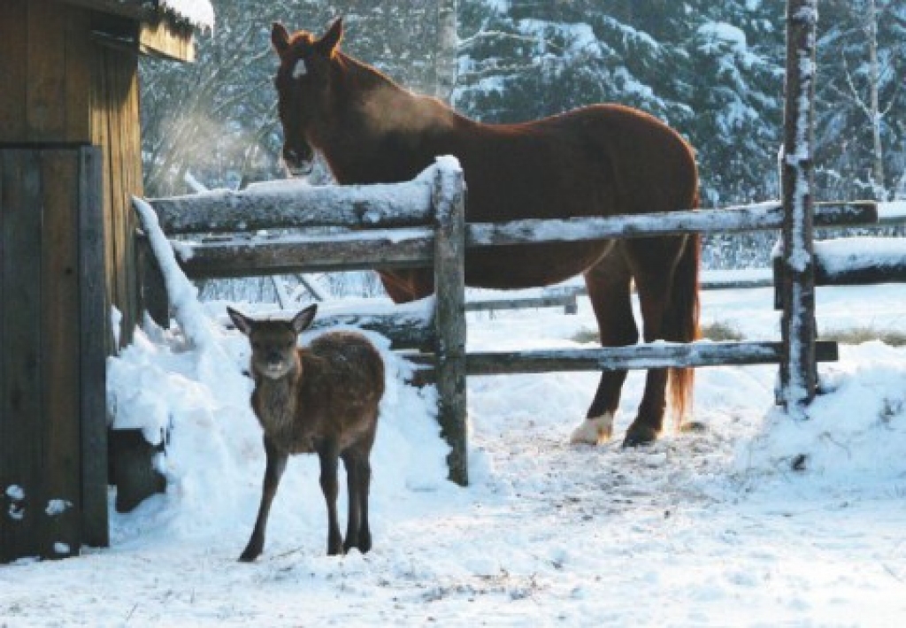 Fotoattēlam ilustratīva nozīme.
Autors: nra.lv