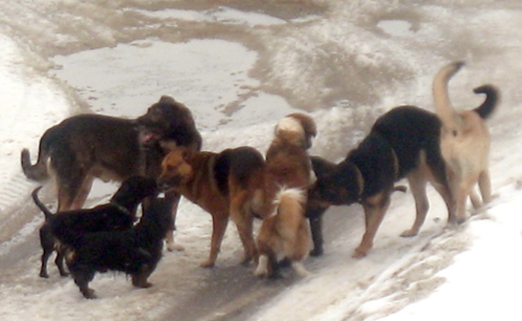 Suņi Dārza un Biržu ielas krustojumā. 