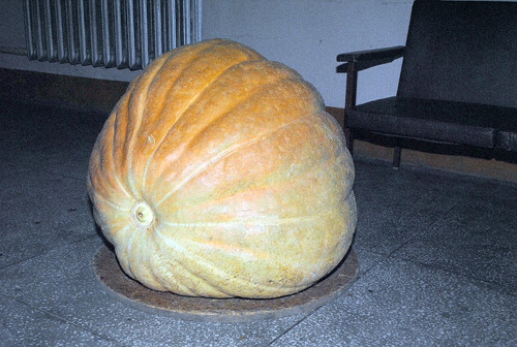 Tagad Laimas Jurjānes audzētais ķirbis gozējas pansionāta vestibilā.
Autors: Juris Iļņickis