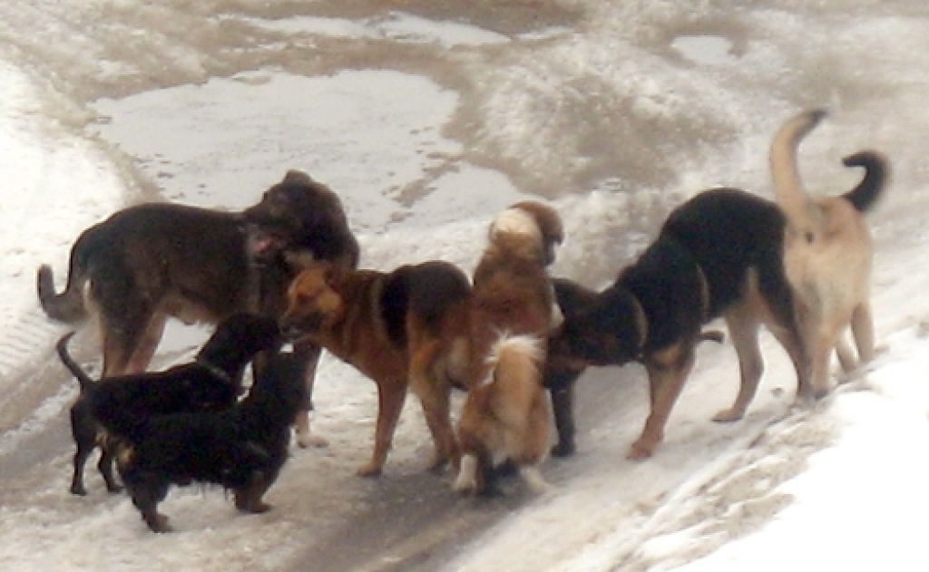 Suņi Dārza un Biržu ielas krustojumā. 