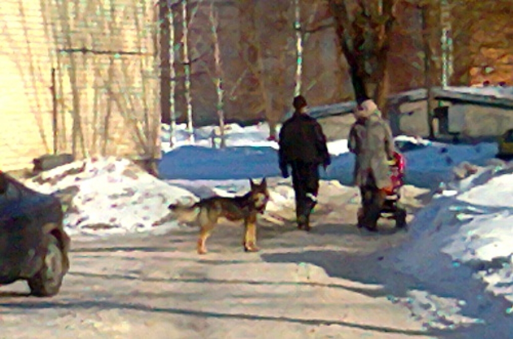 Vācu aitu sugas suns Īslīces pagasta Rītausmās. 
Autors: Aculiecinieks