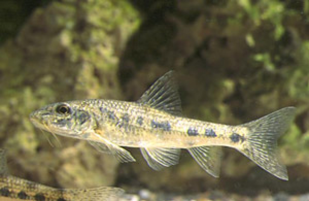 Grundulis - 2011.gada zivs Latvijā.
Autors: no www.razna.lv