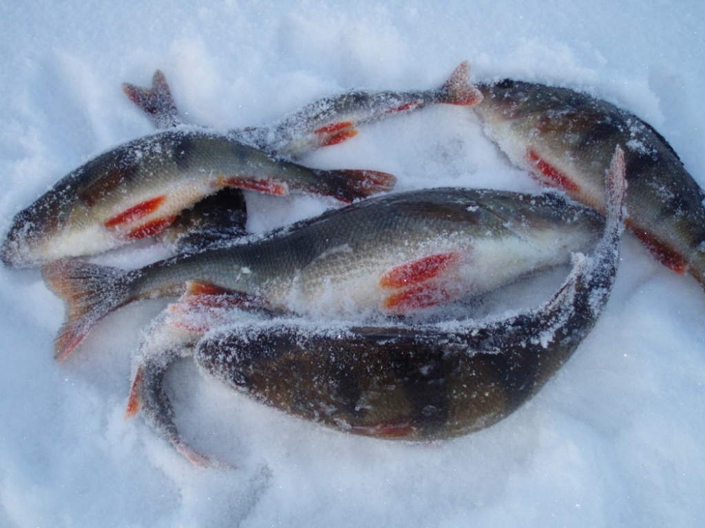 Fotoattēlam ilustratīva nozīme.
Autors: miloveikals.lv