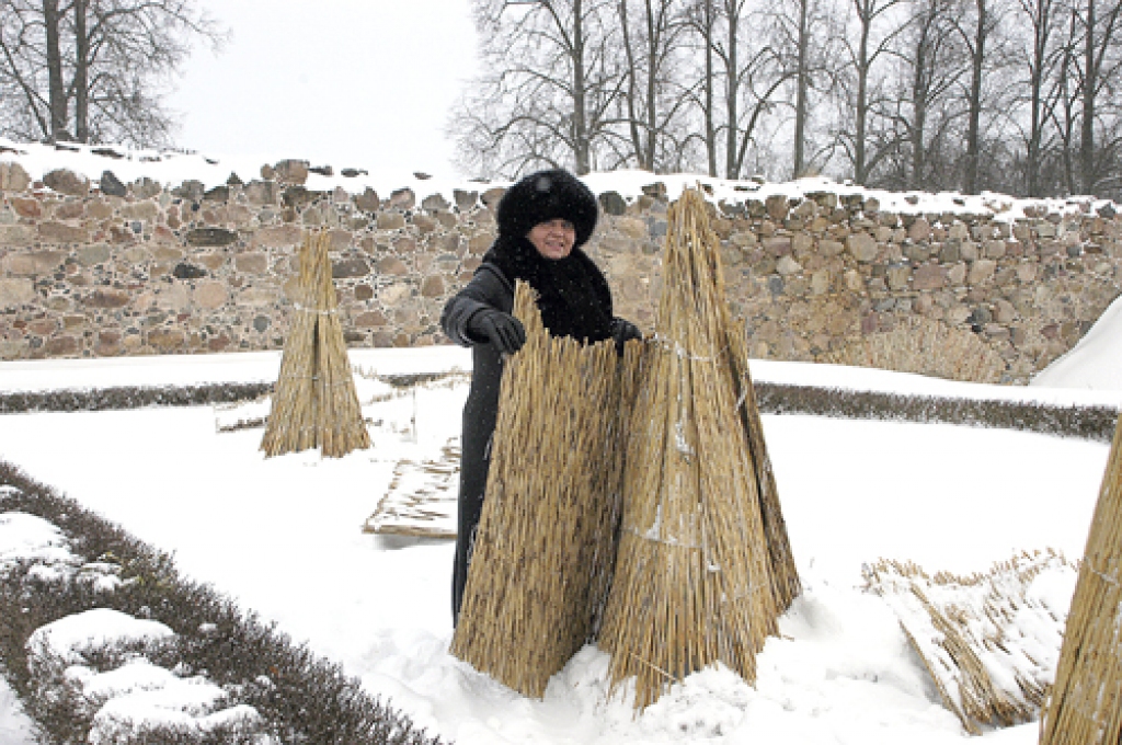 Iestājoties siltākam laikam, Rožu dārzā noņems niedru slieteņus, kas cerus pasargāja no sala. 
Autors: no «Bauskas Dzīves» arhīva