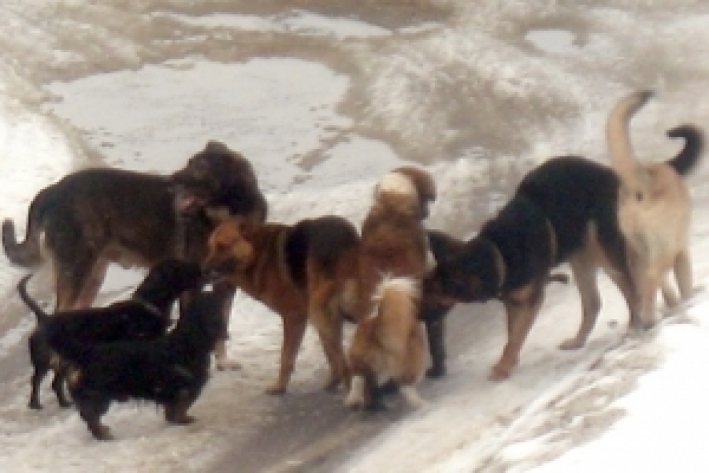 Autors: no «Bauskas Dzīves» arhīva.