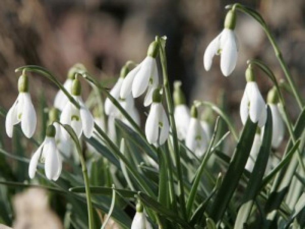 Autors: AFI no www.apollo.lv