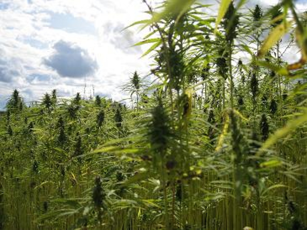 Autors: no www.laukutikls.lv