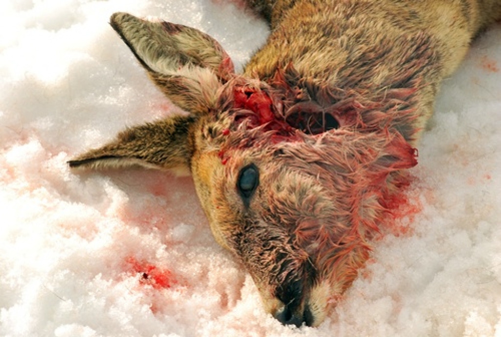 Diemžēl 10. marts skaistajai meža iemītniecei beidzās traģiski – to saplosīja suņi. 
Autors: Uldis Varnevičs