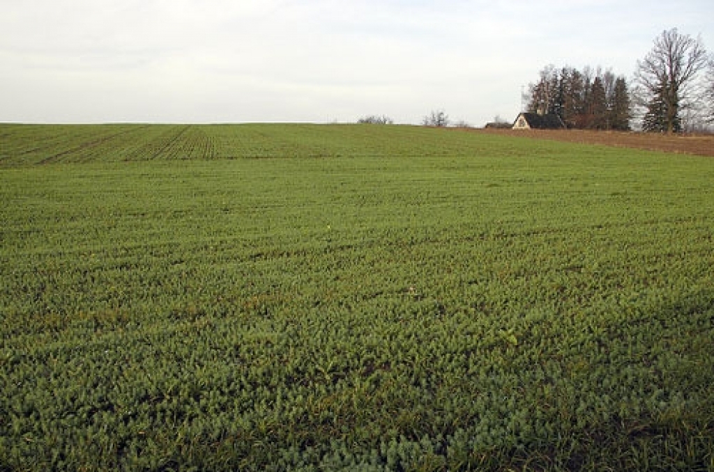 Autors: No laikraksta «Bauskas Dzīve» arhīva.