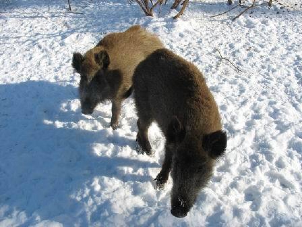 Fotoattēlam ilustratīva nozīme.
Autors: viss.lv