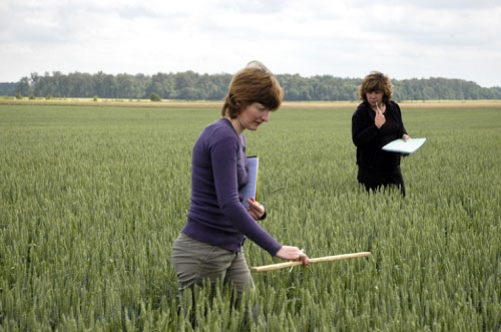 Fotoattēlam ilustratīva nozīme.
Autors: No laikraksta «Bauskas Dzīve» arhīva.