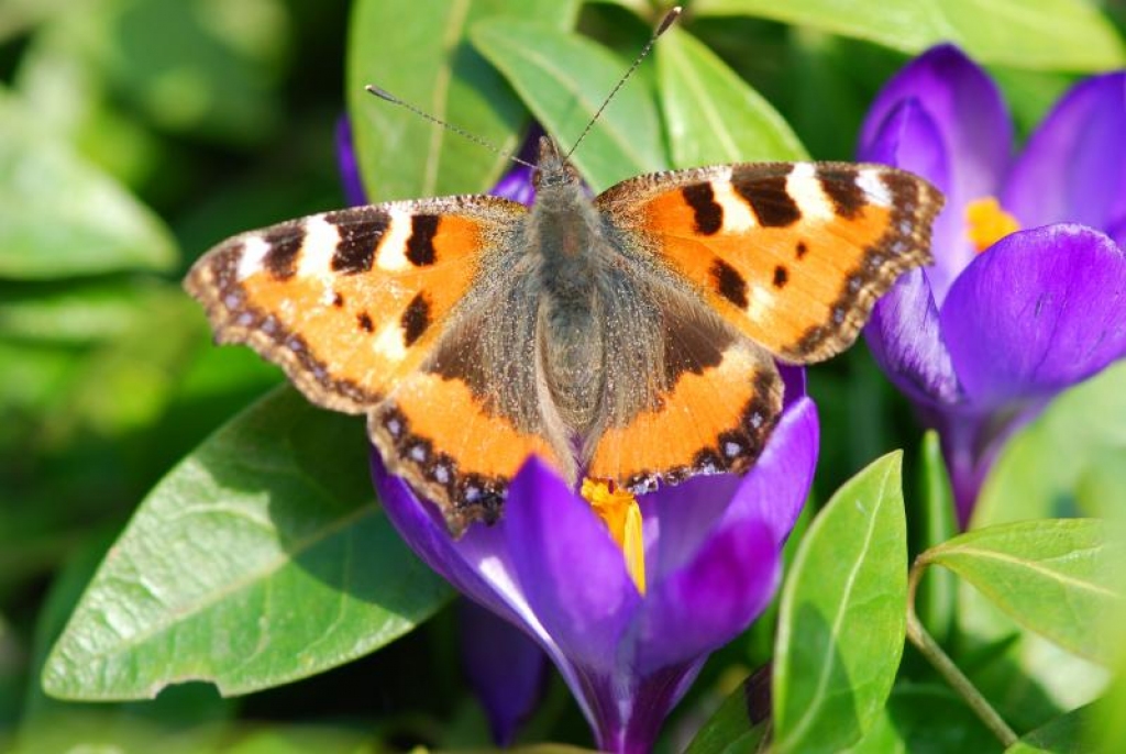 Fotoattēlam ilustratīva nozīme.