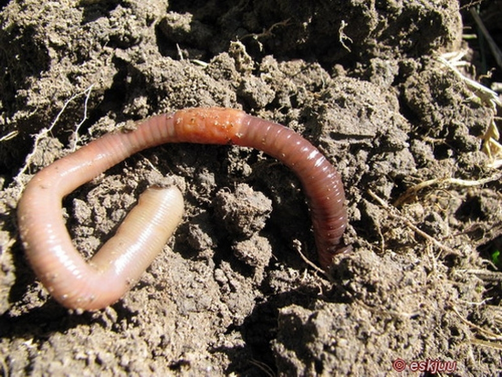 Fotoattēlam ilustratīva nozīme.
Autors: nekrize.lv