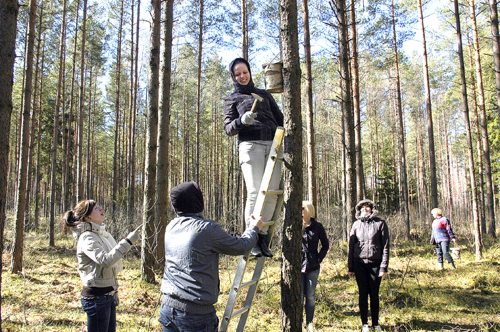 Lambārtes mežā putniem mājokļus kokos izvieto Bauskas 1. vidusskolas audzēkņi.
Autors: Ivars Bogdanovs