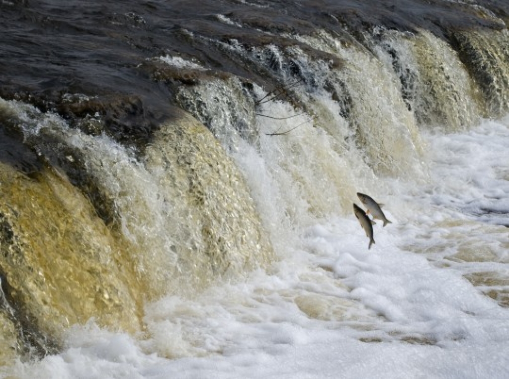 Fotoattēlam ilustratīva nozīme.
Autors: skatiens.lv